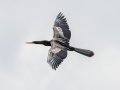 Anhinga - Venice Rookery - Sarasota County, April 23, 2022