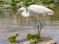 Great Blue Heron (Great White) - Everglades NP - Anhinga Trail - Miami-Dade County, April 29, 2022