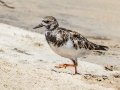 Ruddy Turnstone - Bald Point SP - Franklin County, April 15, 2022
