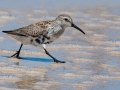 Dunlin - Bald Point SP - Franklin County, April 15, 2022