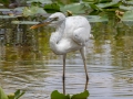 Great Blue Heron (Great White) - Everglades NP - Anhinga Trail - Miami-Dade County, April 29, 2022