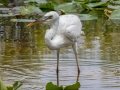 Great Blue Heron (Great White) - Everglades NP - Anhinga Trail - Miami-Dade County, April 29, 2022