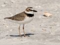 Wilson's Plover- Fort De Soto Park - Pinellas County, April 21, 2022