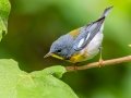 Northern Parula - Newnans Lake - Palm Point Park - Alachua County, April 17, 2022