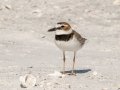 Wilson's Plover- Fort De Soto Park - Pinellas County, April 21, 2022