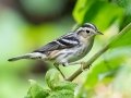 Black-and-white Warbler - Newnans Lake - Palm Point Park - Alachua County, April 17, 2022