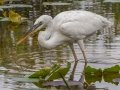 Great Blue Heron (Great White) - Everglades NP - Anhinga Trail - Miami-Dade County, April 29, 2022
