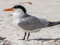 Royal Tern - Fort De Soto Boat Ramp - Pinellas County, April 21, 2022