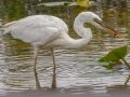 Great Blue Heron (Great White) - Everglades NP - Anhinga Trail - Miami-Dade County, April 29, 2022
