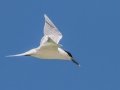 Sandwich Tern - Fort De Soto Boat Ramp - Pinellas County, April 21, 2022