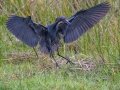Little Blue Heron - Harns Marsh - Lee County, April 23, 2022