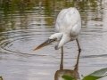 Great Blue Heron (Great White) - Everglades NP - Anhinga Trail - Miami-Dade County, April 29, 2022