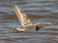 Ruddy Turnstone - Bald Point SP - Franklin County, April 15, 2022