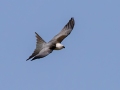 Swallow-tailed Kite - 6398-5800 North Canoe Creek Road - Osceola County, April 19, 2022