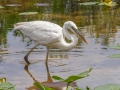 Great Blue Heron (Great White) - Everglades NP - Anhinga Trail - Miami-Dade County, April 29, 2022