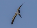 Swallow-tailed Kite - 6398-5800 North Canoe Creek Road - Osceola County, April 19, 2022