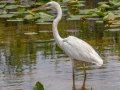Great Blue Heron (Great White) - Everglades NP - Anhinga Trail - Miami-Dade County, April 29, 2022