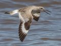 Willet - Bald Point SP - Franklin County, April 15, 2022