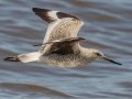 Willet - Bald Point SP - Franklin County, April 15, 2022