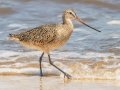 Marbled Godwit - Bald Point SP - Franklin County, April 15, 2022