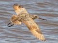 Marbled Godwit - Bald Point SP - Franklin County, April 15, 2022