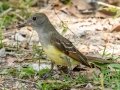 Great Crested Flycatcher - Fakahatchee Strand Preserve SP--Big Cypress Bend Boardwalk - Collier County, April 26, 2022