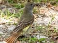 Great Crested Flycatcher - Fakahatchee Strand Preserve SP--Big Cypress Bend Boardwalk - Collier County, April 26, 2022