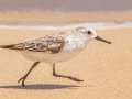 Sanderling - Bald Point SP - Franklin County, April 15, 2022