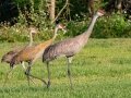 Sandhill Cranes - Brownie Wise Park - Osceola County, April 19, 2022