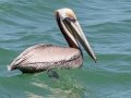 Brown Pelican - Fort De Soto Park - Pinellas County, April 21, 2022