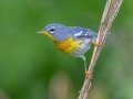 Northern Parula - Orlando Wetlands Park - Orange County, April 18, 2022