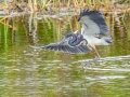 Tricolored Heron - Harns Marsh - Lee County, April 23, 2022