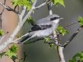Loggerhead Shrike - Brownie Wise Park - Osceola County, April 19, 2022