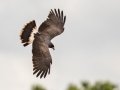 Snail Kite - Harns Marsh - Lee County, April 23, 2022