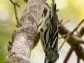 Black-and-white Warbler - Fakahatchee Strand Preserve SP--Big Cypress Bend Boardwalk - Collier County, April 26, 2022