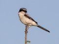 Loggerhead Shrike - Brownie Wise Park - Osceola County, April 19, 2022