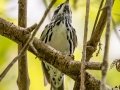 Black-and-white Warbler - Fakahatchee Strand Preserve SP--Big Cypress Bend Boardwalk - Collier County, April 26, 2022
