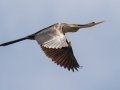 Anhinga - Sweetwater Wetlands Park - Alachua County, April 16, 2022
