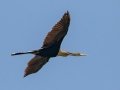 Anhinga - Sweetwater Wetlands Park - Alachua County, April 16, 2022
