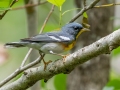 Northern Parula - Ten Thousand Islands NWR--Marsh Trail & Observation Tower - Collier County, April 26, 2022