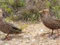 Mottled Ducks - Harns Marsh - Lee County, April 23, 2022