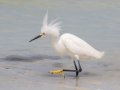 Snowy Egret  - Fort De Soto Park - Pinellas County, April 21, 2022