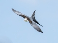 Swallow-tailed Kite - Frog Pond WMA - Lucky Hammock - Miami-Dade County, April 29, 2022