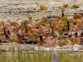 Black-bellied Whistling Ducks - Orlando Wetlands Park - Orange County, April 18, 2022