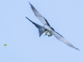 Swallow-tailed Kite - Frog Pond WMA - Lucky Hammock - Miami-Dade County, April 29, 2022