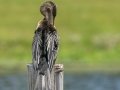 Anhinga - Sweetwater Wetlands Park - Alachua County, April 16, 2022
