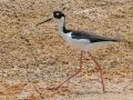 Black-necked Stilt - Harns Marsh - Lee County, April 23, 2022