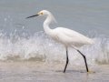 Snowy Egret  - Fort De Soto Park - Pinellas County, April 21, 2022