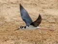 Black-necked Stilt - Harns Marsh - Lee County, April 23, 2022