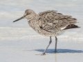 Willet- Fort De Soto Park - Pinellas County, April 21, 2022